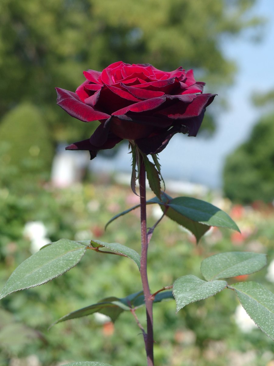 ちょっとゴシックな感じがしてかっこいい赤 黒 バラ 中陸なかのイラスト