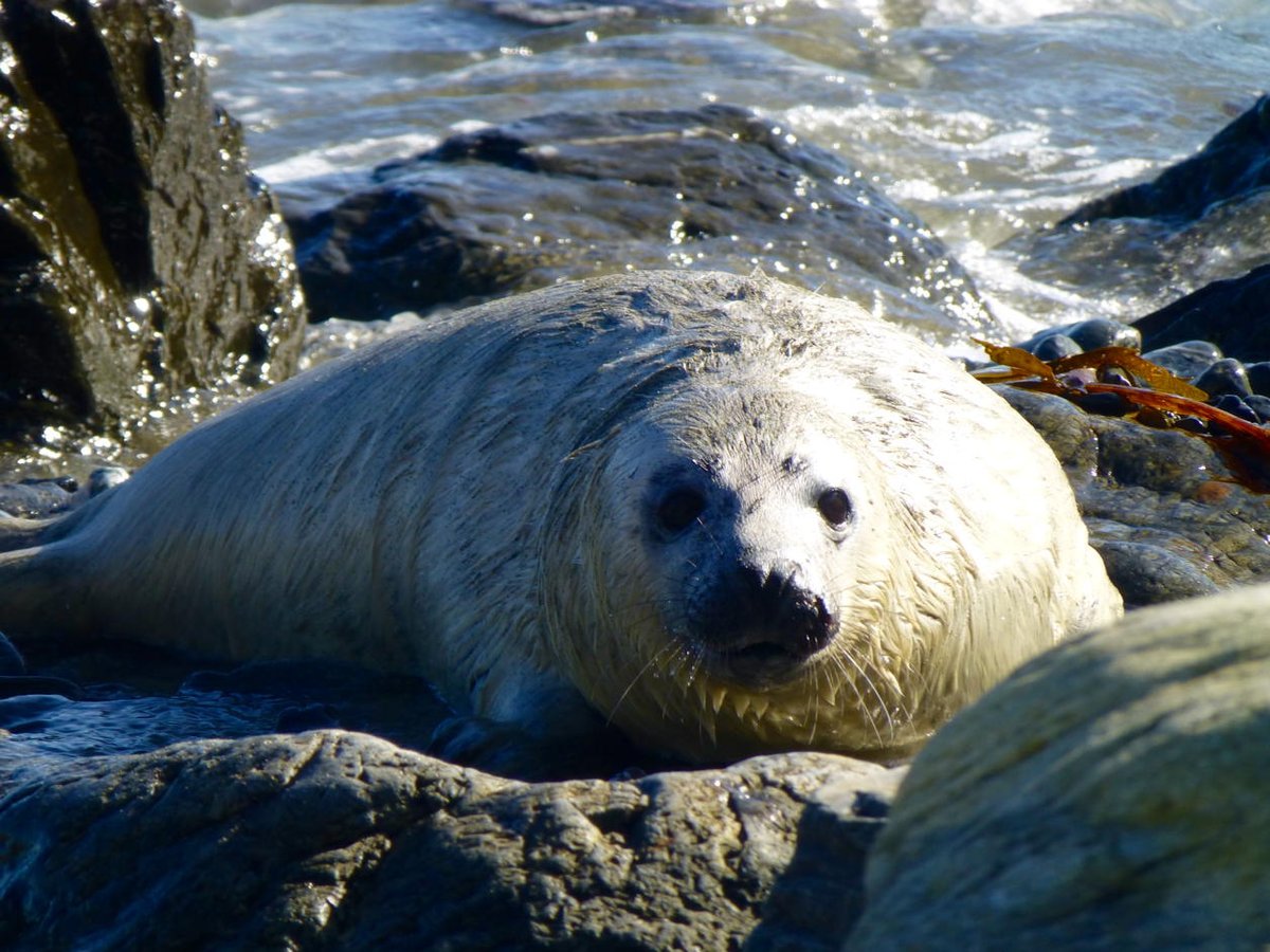 Bubba seal at Kiberick Cove, benefits of Cornish fieldwork :)) @skyescottages #discovercornwall