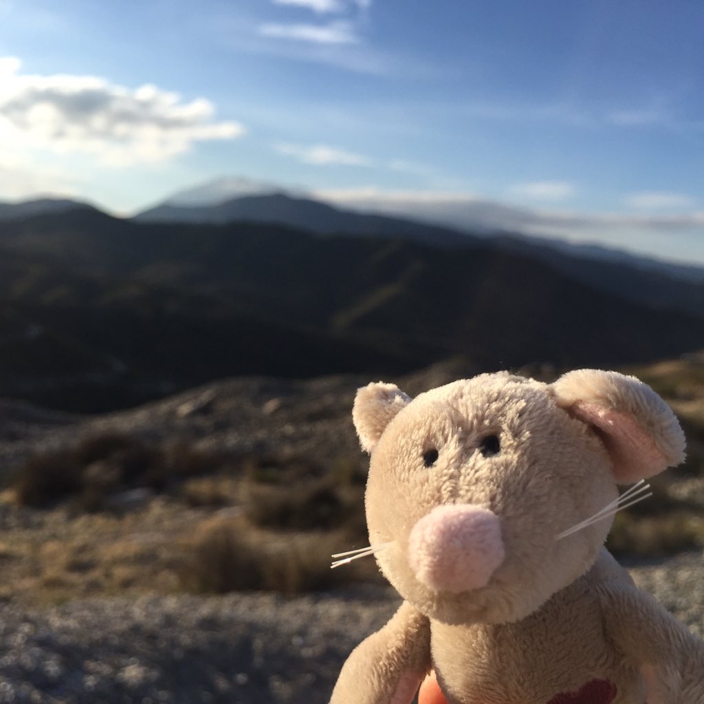LittleFluftas's tweet photo. Mouse on holiday in Spain! From @pinkartbath . #passportpets #toysonholiday #toys https://t.co/hmWb9LDmGk