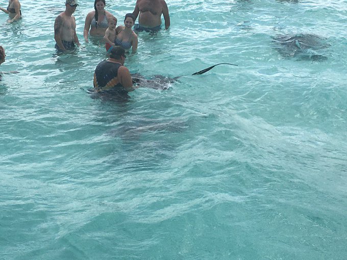 Stingrays, sun, and sandbars. #GrandCayman #CaymanIslands #Stingrays https://t.co/SKenfGeRSq