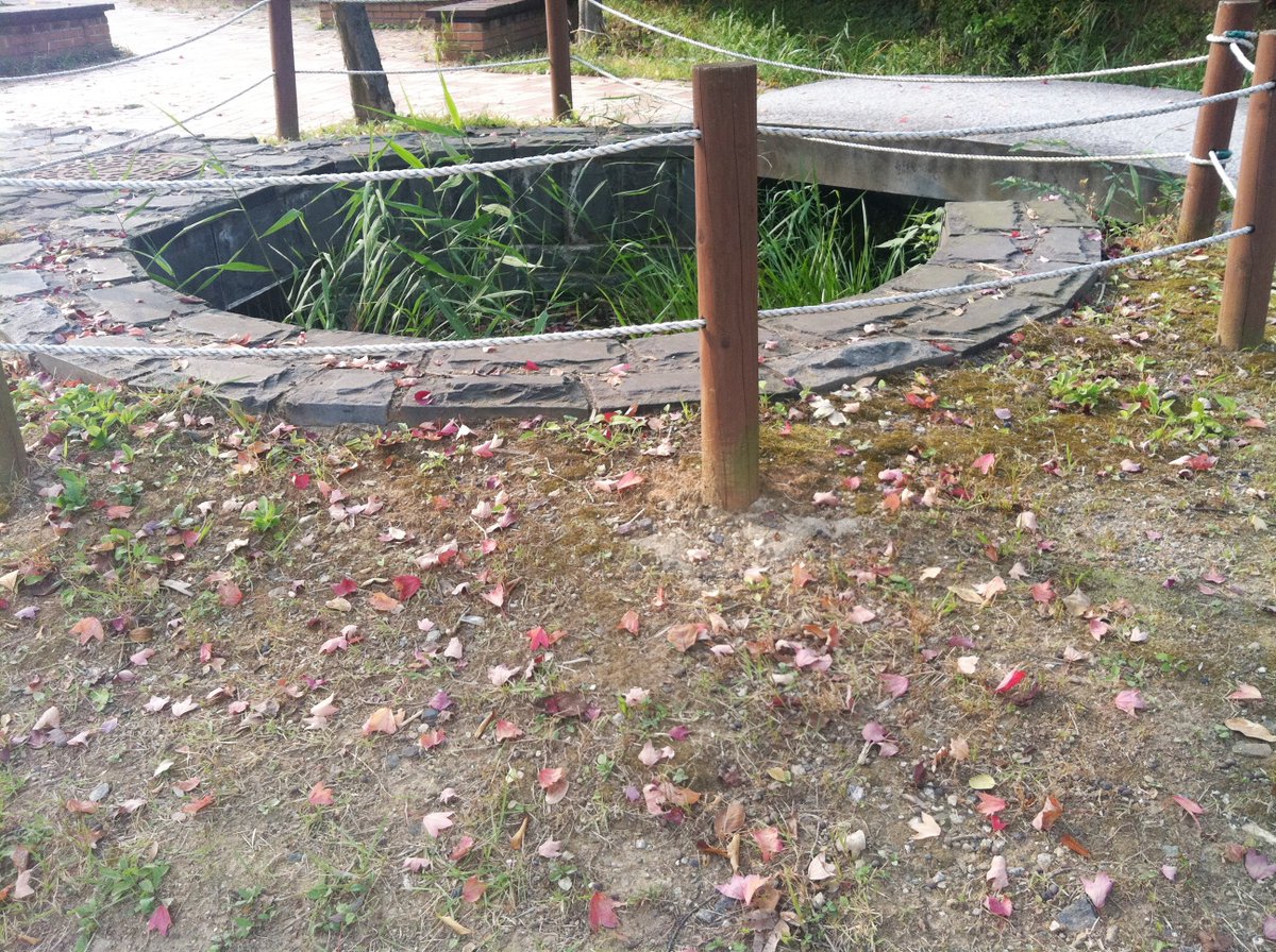 writewinter's tweet image. 나무들이 마르고 있다