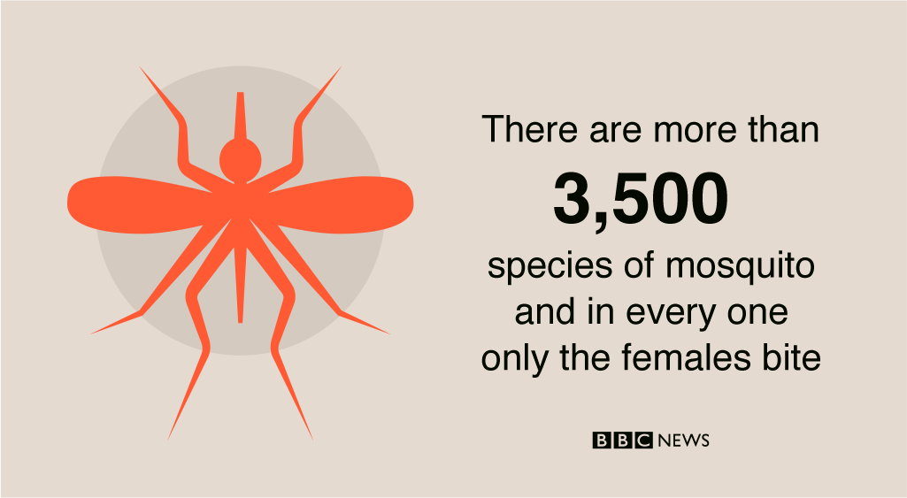 BBCWorld's tweet photo. Drug-resistant malaria could spread by jumping between mosquito species https://t.co/gxJpKm4pw2 #BBCGoFigure https://t.co/Gzz2JfLOUs
