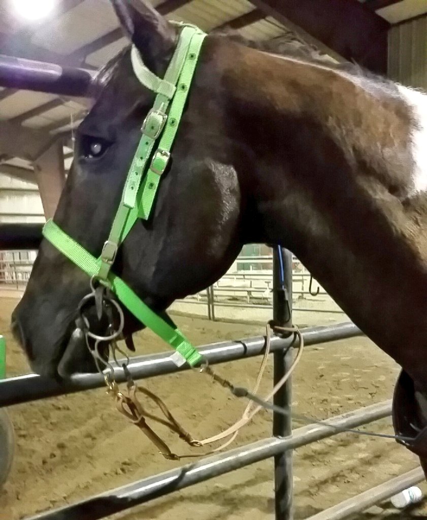 sum_blessing's tweet photo. When your horse is fetty WAP #1738 https://t.co/R4fK96Clfb