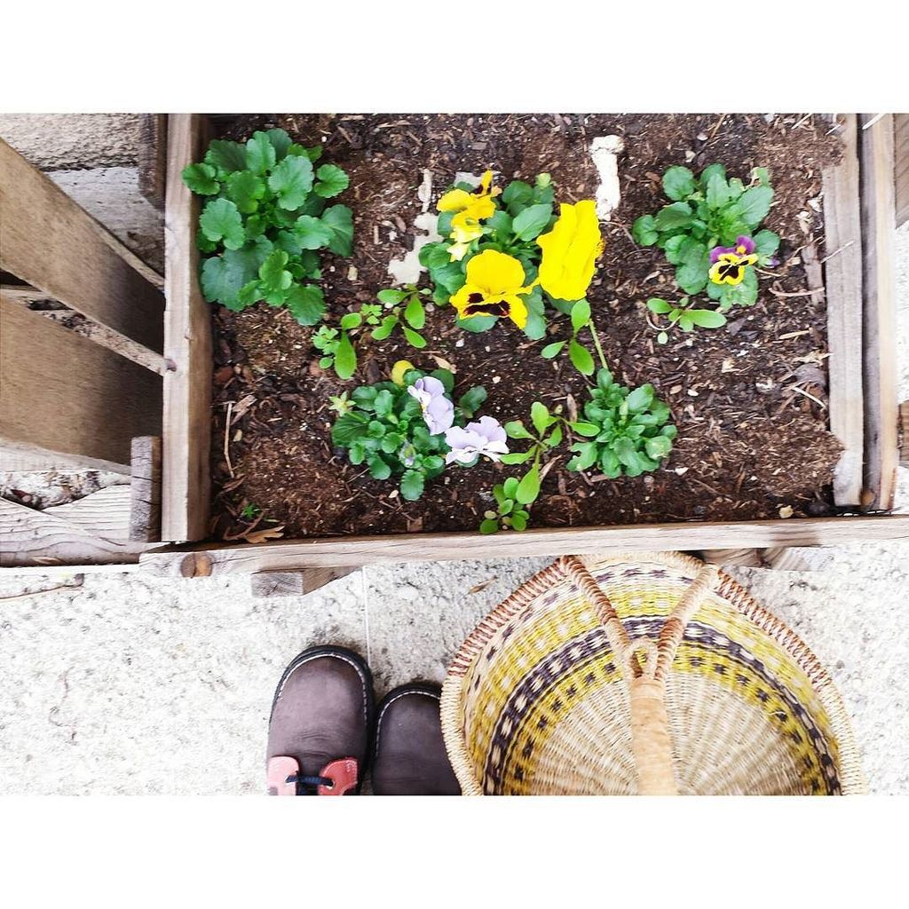 CallalooSoup's tweet image. Took the foraging basket along on our walk today. #lookingdownwithfc #creativesimplicity #fall #autumn #simplelivin…