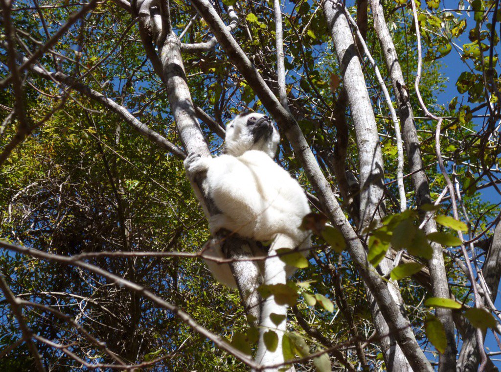 Travel to the south of Madagascar in this new blog post by Phil Reeks! Isalo, Anja and more:
lemurconservationnetwork.org/traveling-to-t…