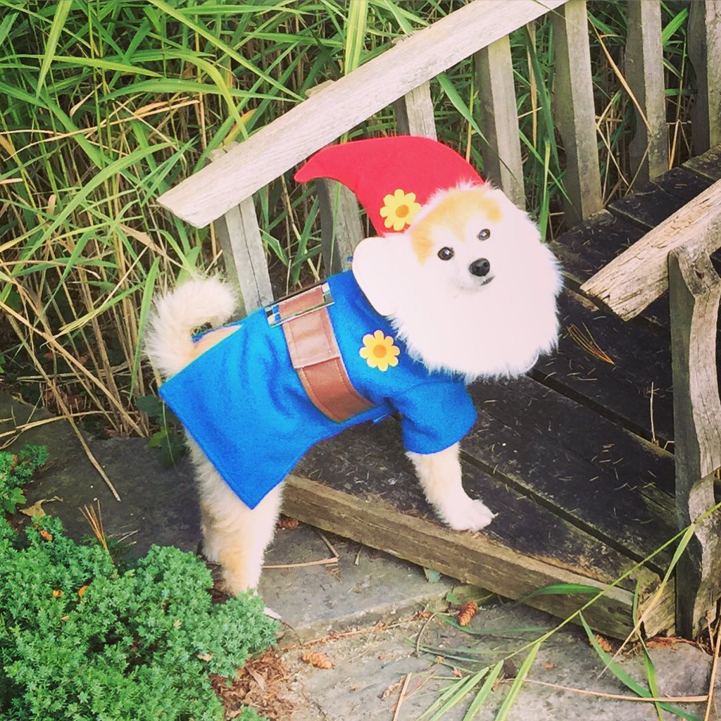NatAnnePiccolo's tweet photo. #mojopetcostume https://t.co/ZsFPP340yY