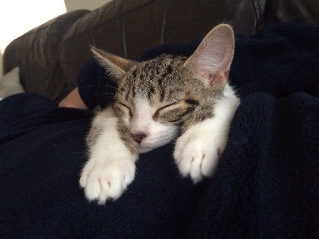 TigerBluebell's tweet photo. #whiskerswednesday #kitchens https://t.co/vehgmUcmEG