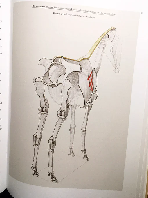骨格図や可動域のことも難しすぎないまとめ方がされていて、見ていてほんとに動物の絵が描きたくなります…! ヨーロッパにはこういった本がたくさんあるらしいです(友人談) 
