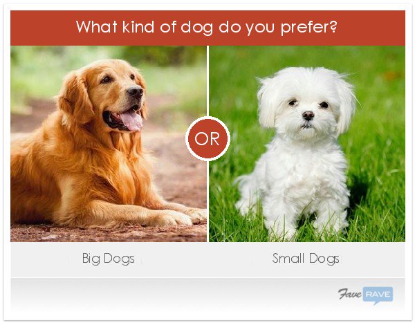 FavePages's tweet image. This or that: small dogs or big dogs? Vote &amp;amp; see results &amp;gt; favepages.com/socialpoll/176