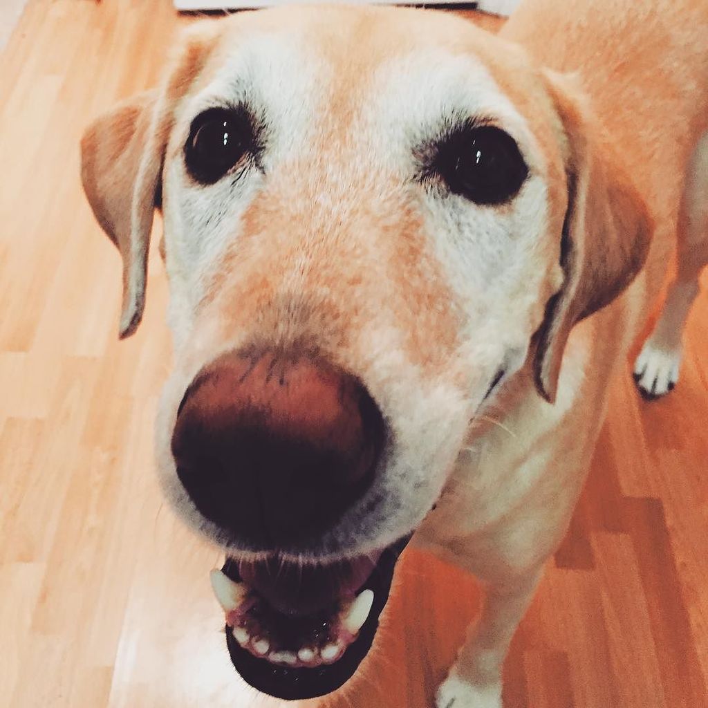 DecadentDogSD's tweet photo. "Hiiiiii!!!!!!!!!!!!" Whitney is one of our longest-standing San Diego clients, and we cou… https://t.co/v7HhT6sxk8 https://t.co/84VuGpJpU4