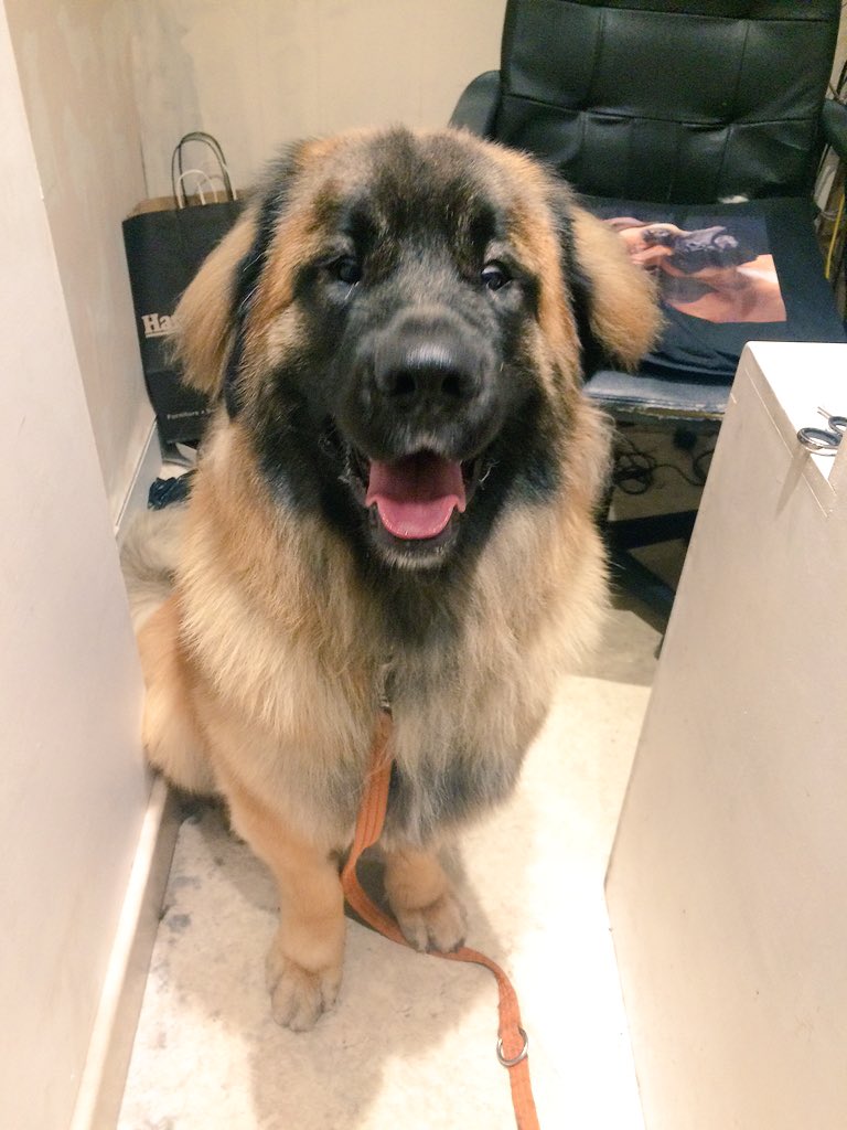 Dundrum dog grooming (DogGroomingD14) Twitter