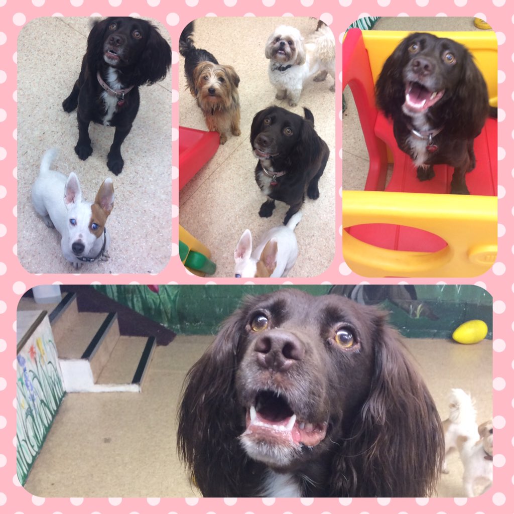 Dundrum dog grooming (DogGroomingD14) Twitter