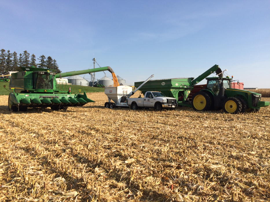 Jordan_Redeker's tweet photo. DK52-84 with another strong performance! 268 bu/ac in the plot! @Asgrow_DEKALB #MyFarmMyYield  #YieldMonster https://t.co/pvv6ZGnBXM