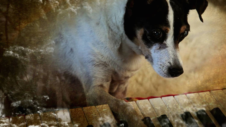 TimeOutUSFilm's tweet image. Laurie Anderson's HEART OF A DOG (★★★★☆) is a deep meditation on love and moving on. Review: timeout.com/us/film/heart-…