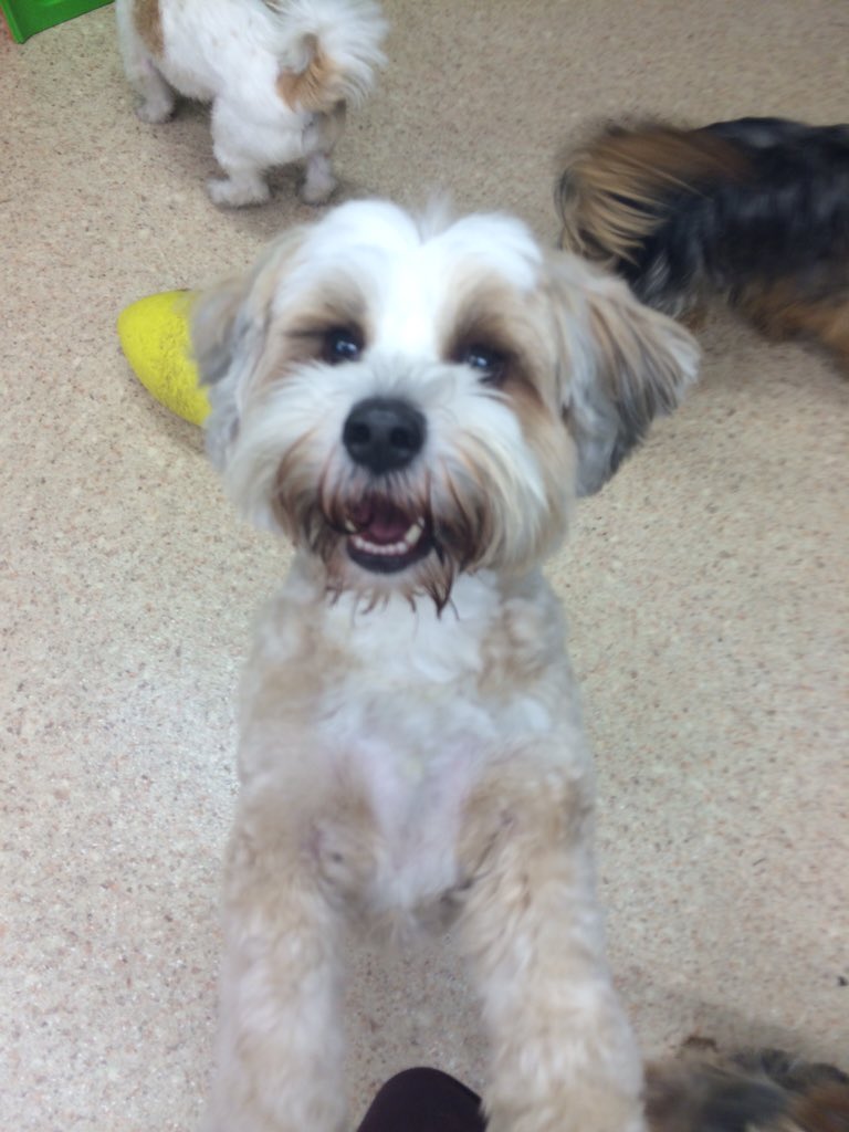 Dundrum dog grooming (DogGroomingD14) Twitter