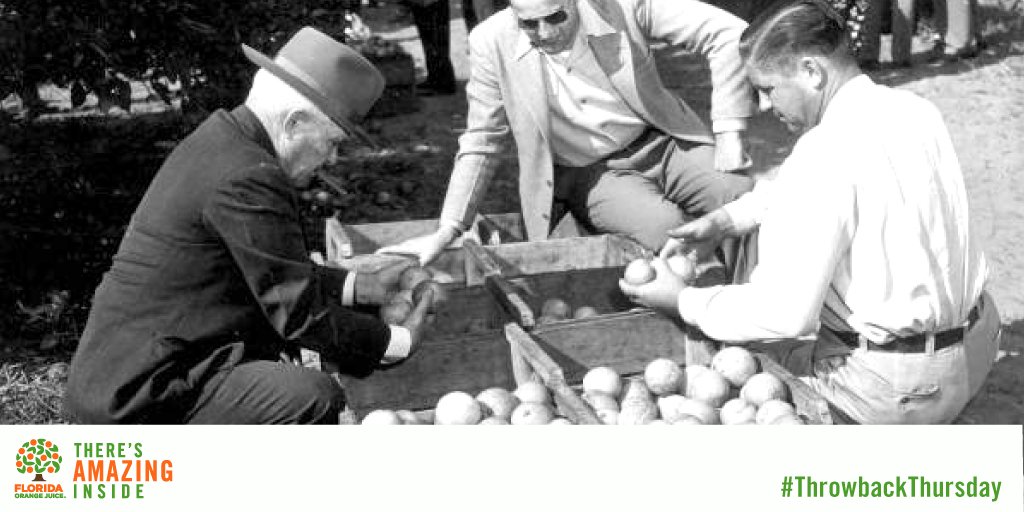 OJfromFlorida's tweet image. Orange-picking is serious business where we come from. #TBT to #Florida judges picking a juicy winner.