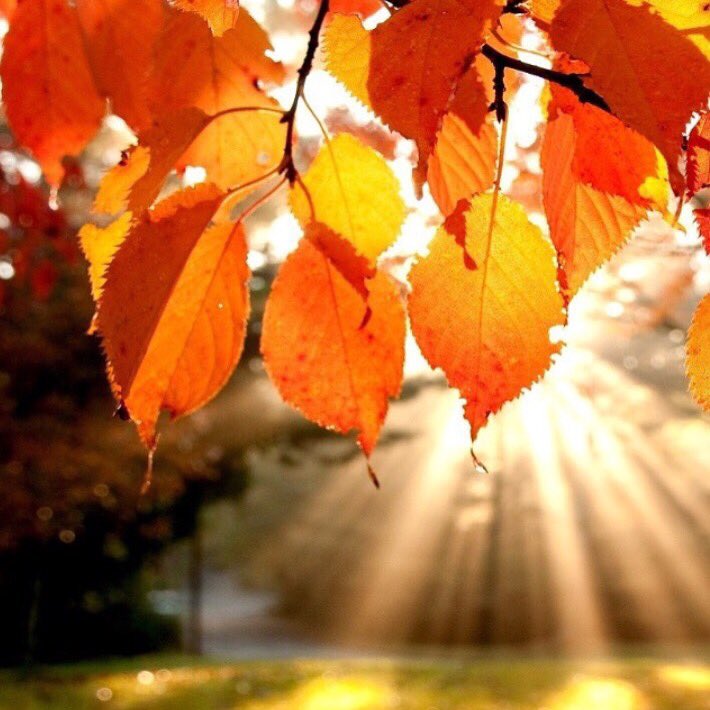 It's a beautiful Fall Day!Come in for brunch and some strong coffee to make this day better. #grandmajslocalkitchen