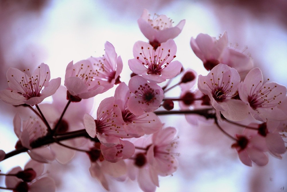 Cherry Blossoms 4 a woman who is both pretty on the inside & out ~ Happy Birthday, Helene Joy! :D 
