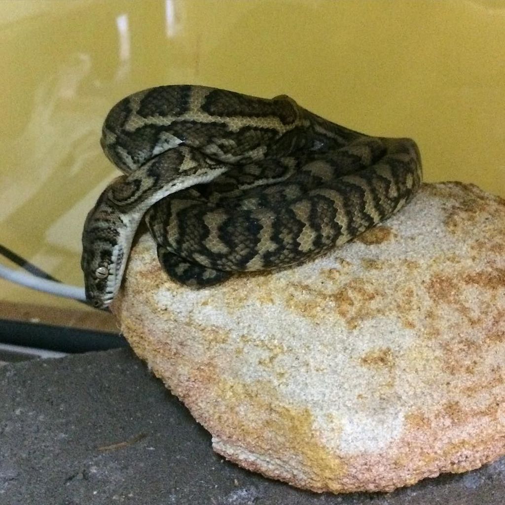 bushbark's tweet image. Little #rehab #coastalcarpetpython #Henderson waiting for the next meal #wildcare #shutind… ift.tt/1OTmLzx