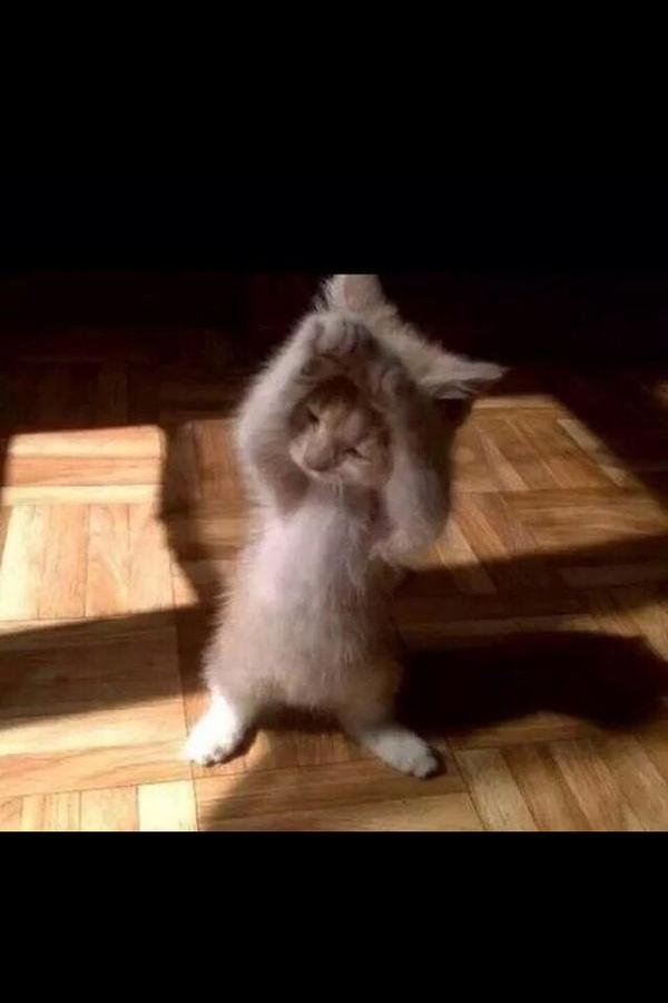 CAUGHT A MOUSE ABOUT A WEEK AGOO