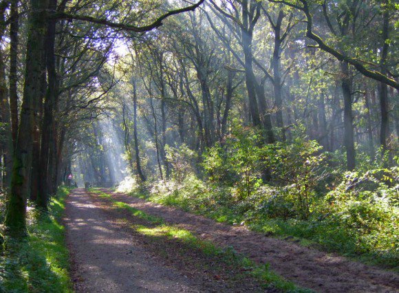 #Foto van Anna: #Fietsen in de bossen bij #LageVuursche #Utrecht. #Herfst <a href="/UtrechtNetwerk/">Utrecht Netwerk</a> bestemminginbeeld.nl/vakantie/europ…