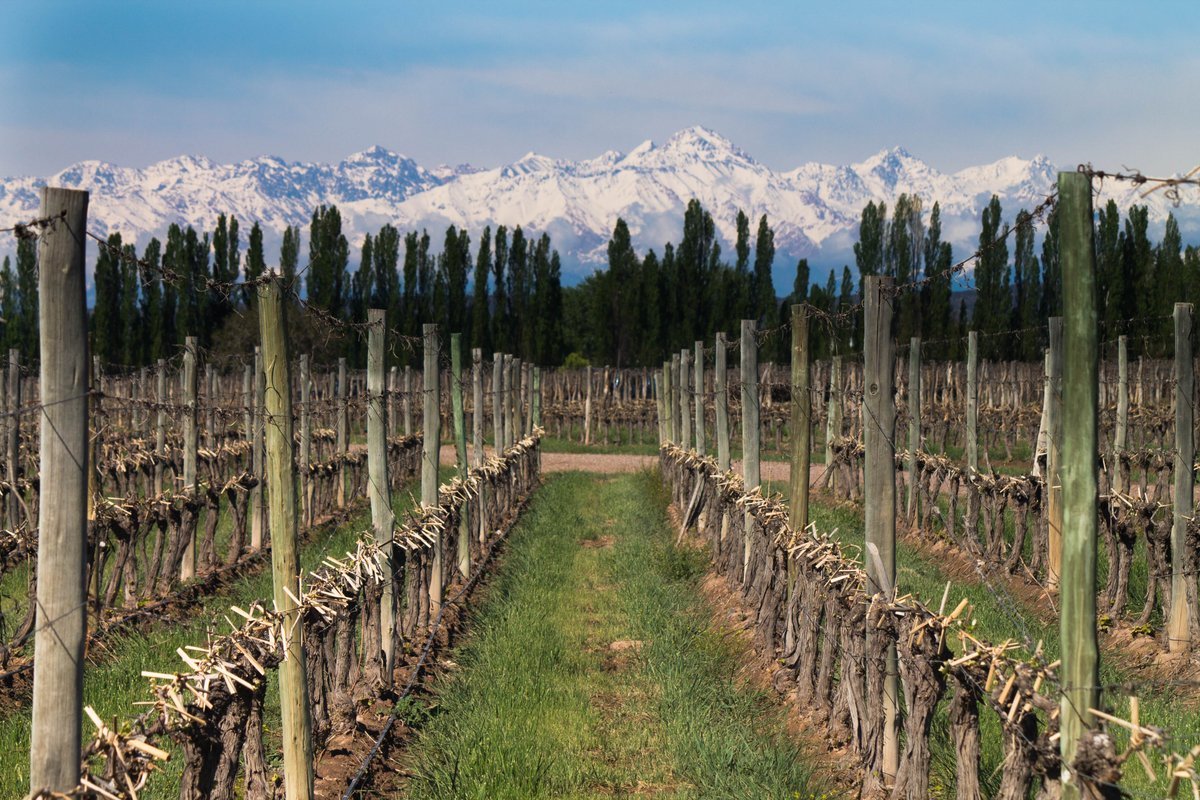 CatenaMalbec's tweet photo. Nice view of the snowy #Andes mountains behind our newly sprouted vineyard.#primaveranevada #Malbec #Agrelo #Mendoza https://t.co/M48tvZxF8Q
