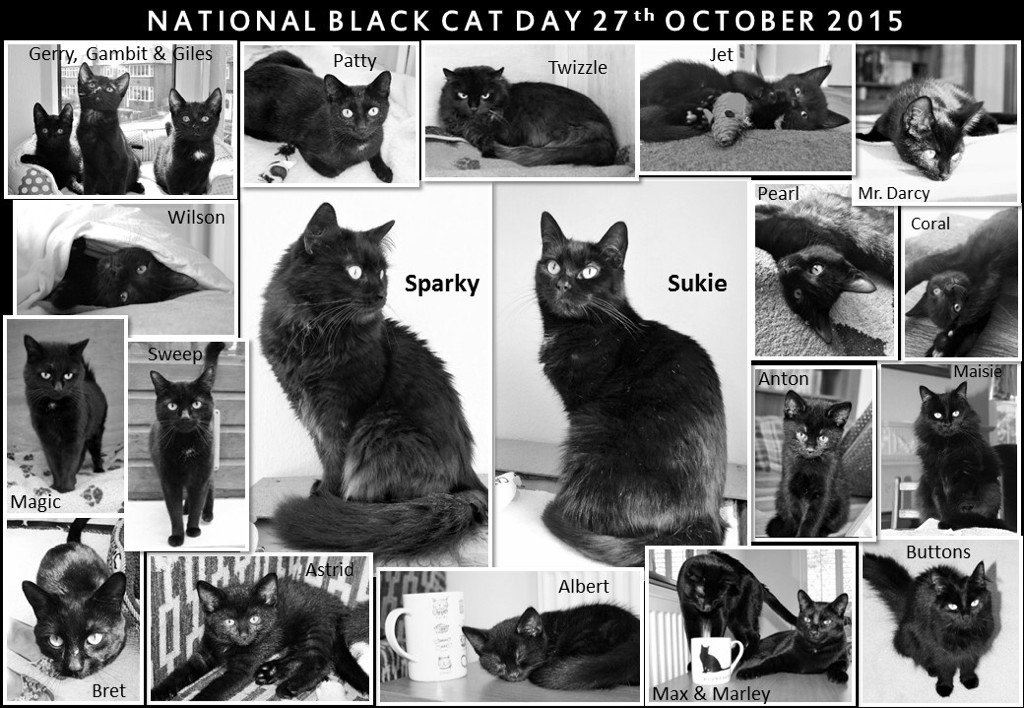 cats_cp's tweet photo. Did you know it takes a black cat around 13% longer to find their new home than other cats? #BlackCatDay https://t.co/MoJg7SmnAk