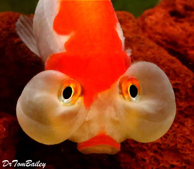 AquariumFish.net on Twitter: "Bubble-Eye Goldfish, Yellow Female Betta