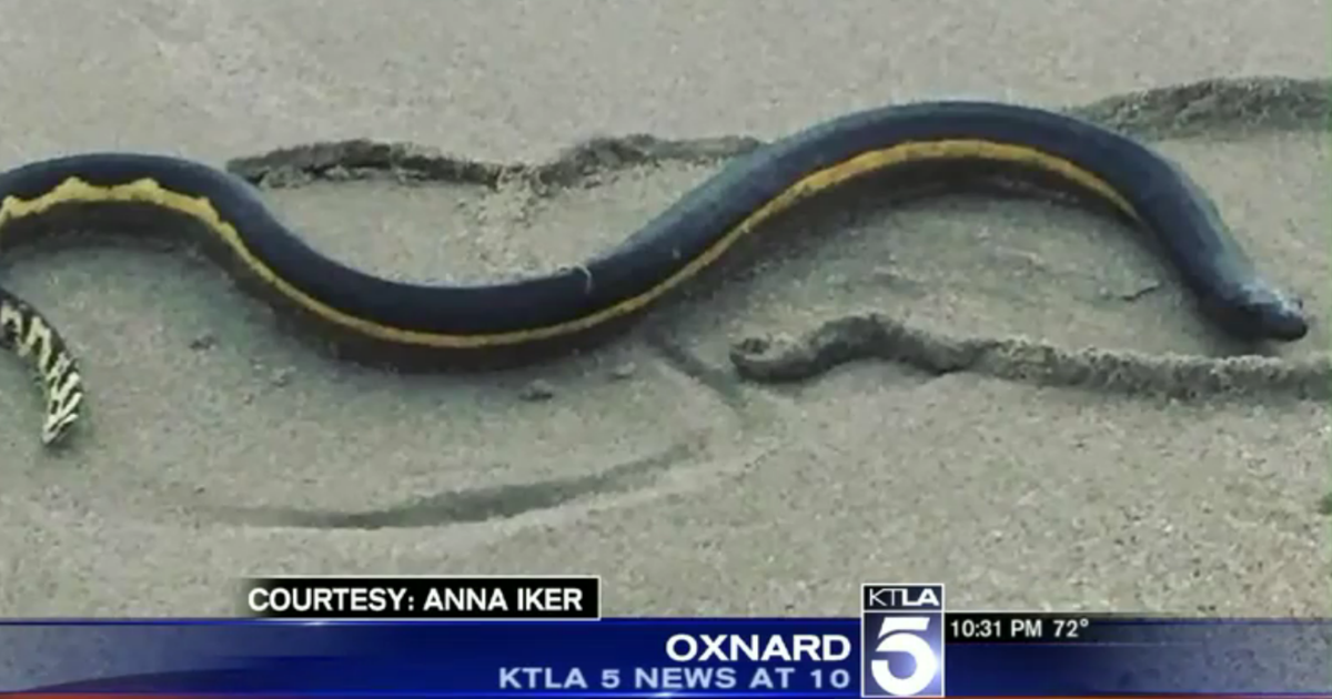 El Niño Brings Extremely Venomous Sea Snakes To California - bit.ly/1OHBE9B