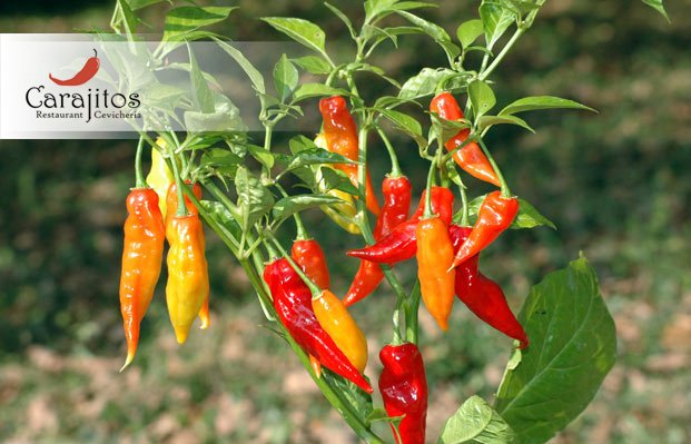 ElCarajitos's tweet photo. Es tan picante. @ElCarajitos https://t.co/jjR7uyi9Wm