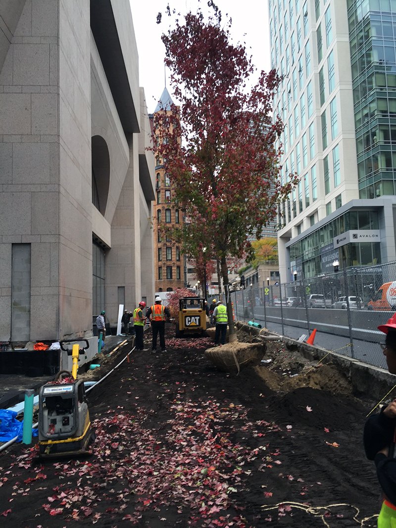 BPLBoston's tweet photo. The first of many new trees that will be planted as part of the Central #Library renovation has arrived #checkoutBPL https://t.co/WJDpTG9yC3