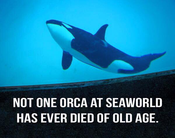 TheOrcaProject's tweet photo. Not one Orca at @SeaWorld has ever died of old age.

#CaptivityKills
#EmptyTheTanks 
#Blackfish https://t.co/6VZKG9CceF