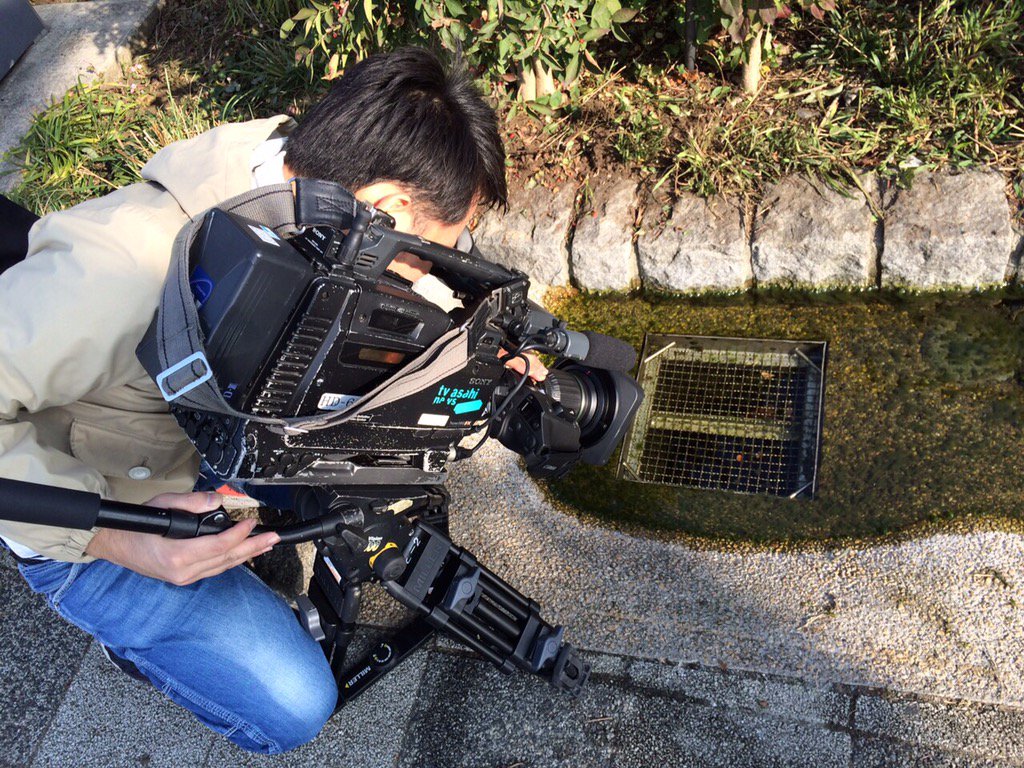 友だち登録お願いします Line公式アカウント 秦野市 On Twitter 秦野 市役所前の歩道にある水路に大きな金魚が住んでいるのをご存知ですか 人通りが多く 目立つ場所になぜ金魚が住み着いているのか テレビ朝日さんで本日午後4時50分から放送のスーパーｊ チャンネル内