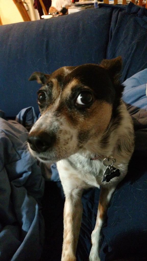 LabyrinthMira's tweet image. She makes this face when I stop petting her. #burrowingterrier #simpledog #needymuch