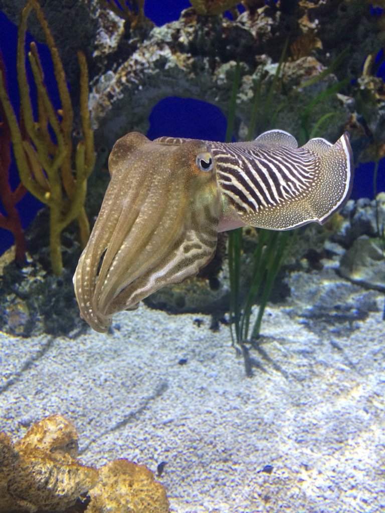 KevinGShanks's tweet photo. Cuttlefish yo! #SOFT2015 https://t.co/PJvAse9OQM
