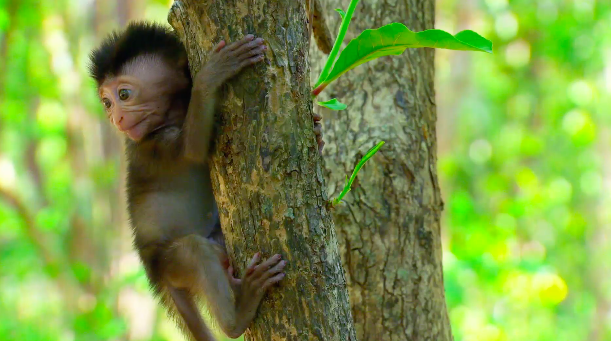 survivorcbs's tweet image. RT if you think this #Survivor monkey is going to witness some drama before #TribalCouncil