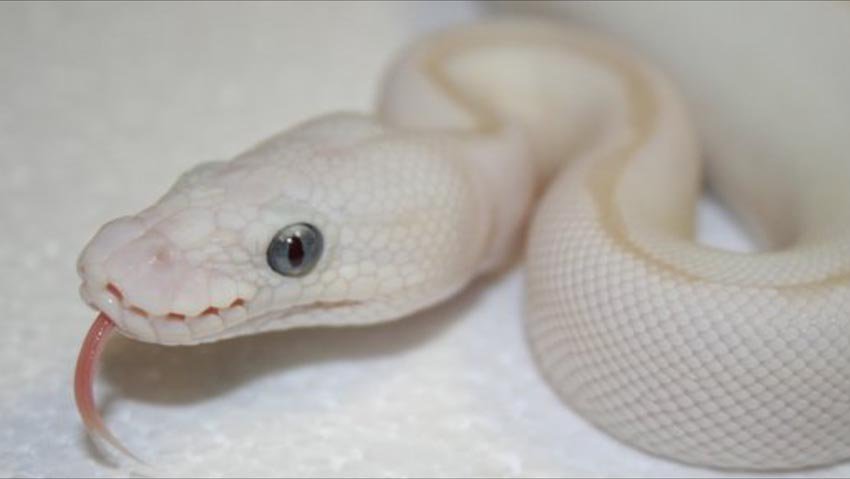 XYZReptiles's tweet image. Do the Black Eyed & Blue Eyed #LeucisticBallPython Still Matter? ow.ly/THopX #ballpython #xyzReptiles