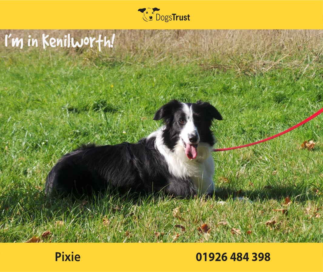 Pixie <a href="/DT_Kenilworth/">Dogs Trust Kenilworth 🐾</a> is a beautiful girl who is very nervous. She will need a very patient adult only home. #rehome