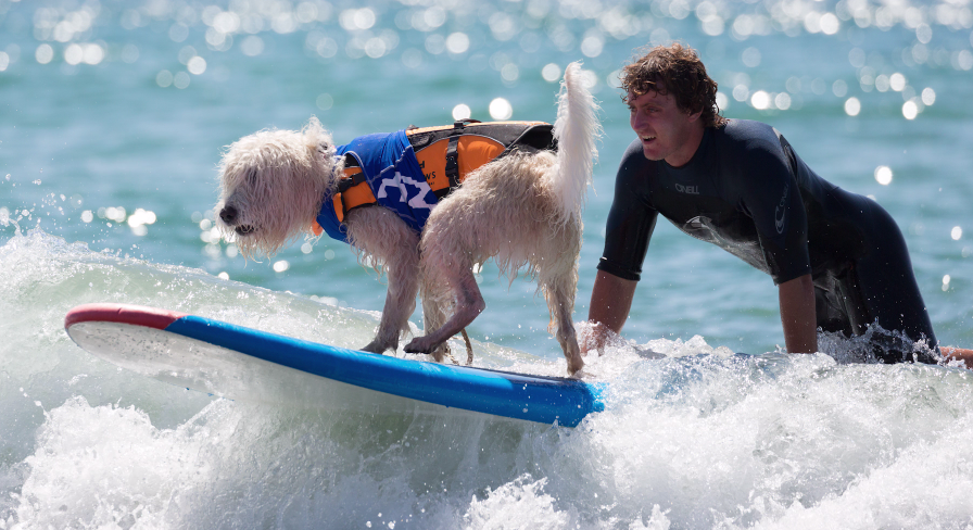 Humans are not the only ones that like to hit the waves.
bit.ly/1LoZkeN