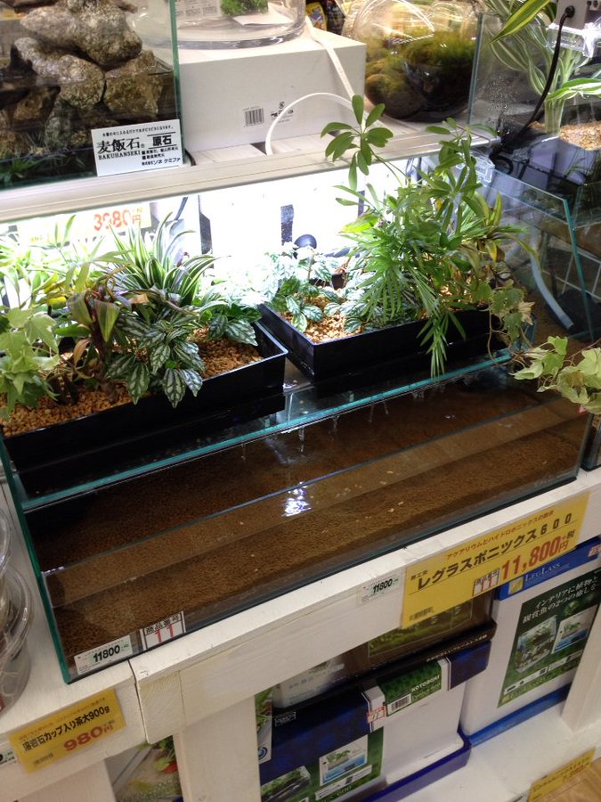 観葉植物を水槽で育てるハイドロカルチャーとは やり方とオススメの観葉植物 Aquarium Library
