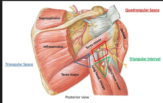 W_12PM_251LAB's tweet photo. Here is a great schematic of the spaces in the shoulder region. Think about borders and structures in each space. https://t.co/qoY5htPrr6
