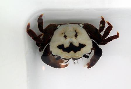 アレ そっくりのカニ捕獲 人気 横ばい の水族館を救えるカニ ハロウィン Togetter アレ そっくりのカニ捕獲 人気 横ばい の水族館を救えるカニ ハロウィン Togetter