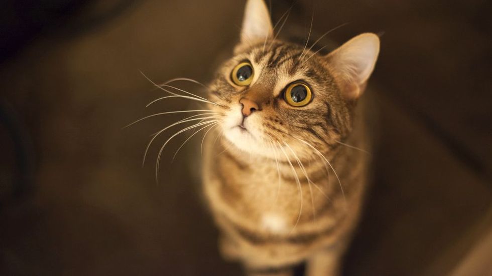 The cat vs dog debate is settled once and for all stylist.co.uk/life/cats-are-…