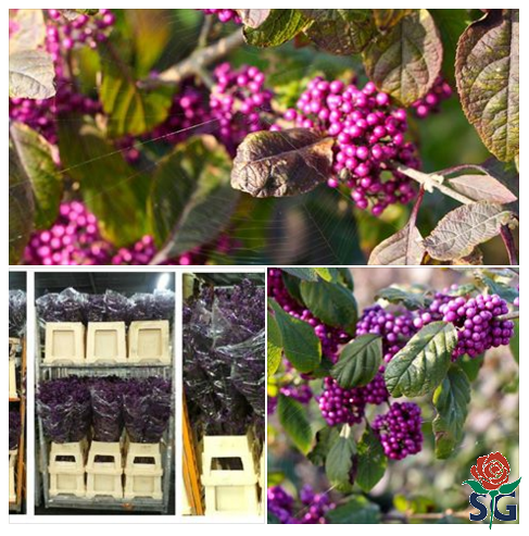 Prachtig paarse Callicarpa, in verschillende lengtes bij Star &amp; van der Gugten verkrijgbaar !