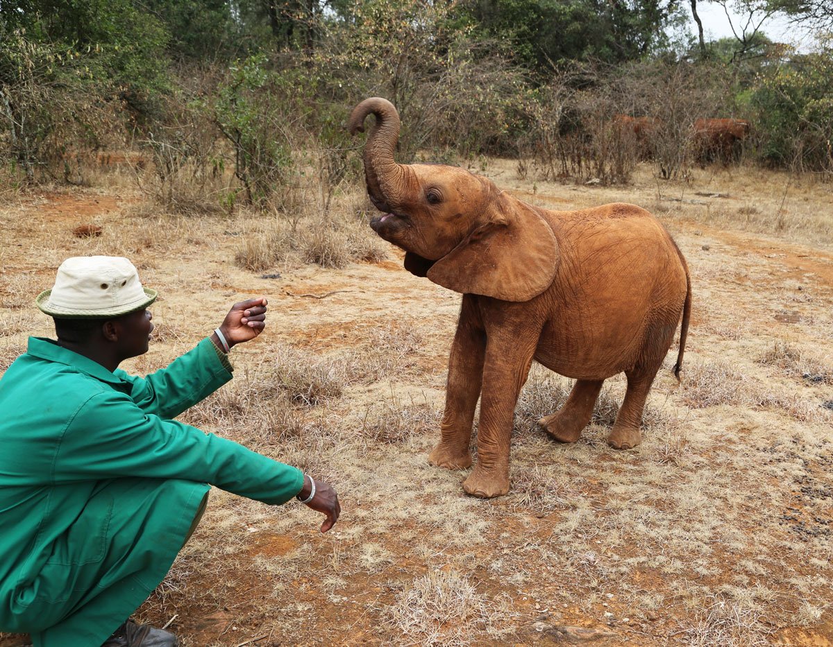 SheldrickTrust's tweet image. Little #Ndotto shows his big personality play fighting with his Keeper! #ElephantFun bit.ly/1CcP07m