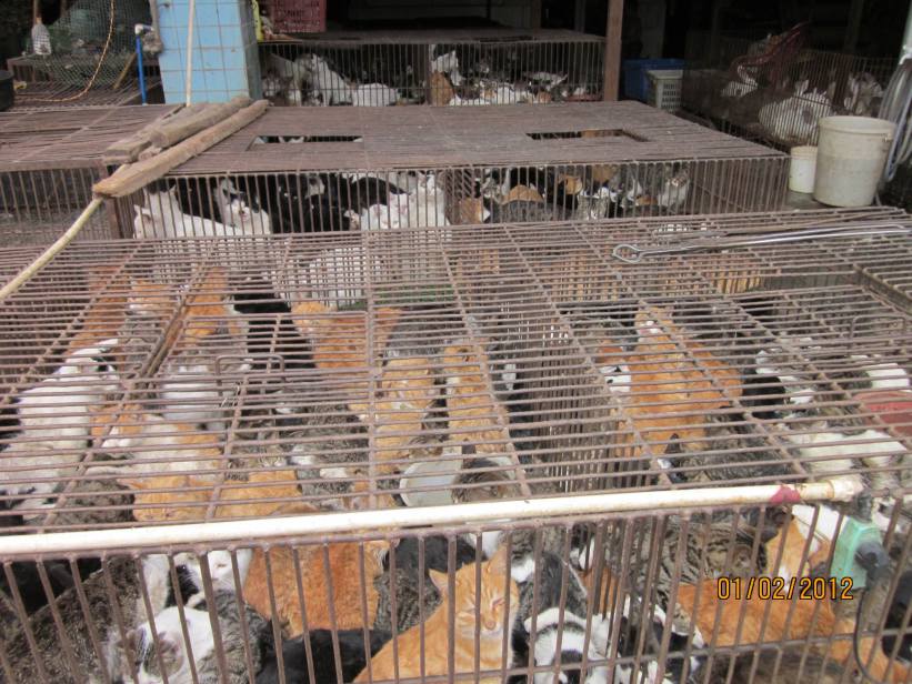 Ban China meat trade of cats. Don't buy fake or real fur! could be cats! #BoycottChina SIGN: bit.ly/1SXLLpN