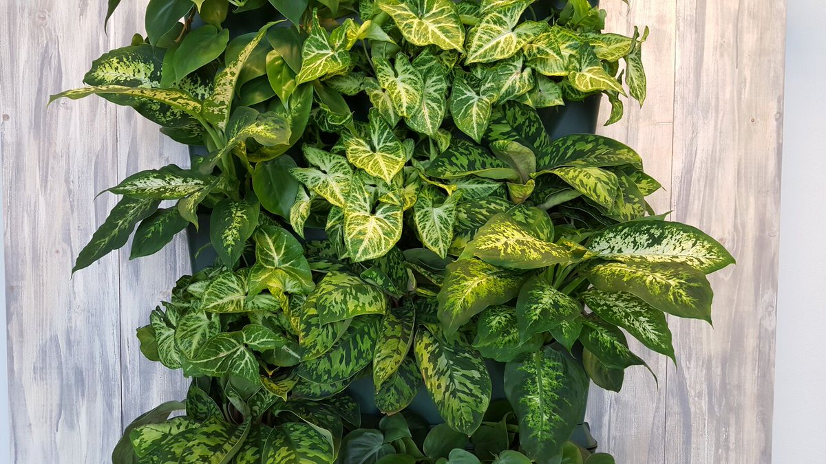 5 Minigarden Vertical modules met Luxe en eenvoudig te onderhouden binnenplanten = een schitterend resultaat !