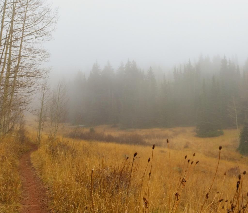 dannahyer's tweet photo. @KSLAndrew #KSLam #desolationlake #mistyforest yesterday @LoriPrichard @NWSSaltLakeCity @n https://t.co/Bl9Ebw5eFJ