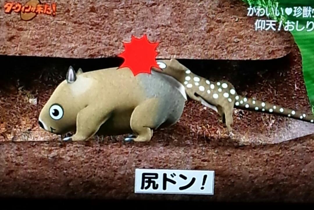 ট ইট র マキシシｄｏ さっきの ダーウィンが来た ウォンバット特集だった ウォンバットの武器は尻 巣穴に入ってきた敵の侵入を尻 でふさぎ あげくに尻で圧殺するらしい ウォンバットの尻は敵の頭を砕くほど硬い 最終兵器 尻 Https T Co Ucdm5kt60s