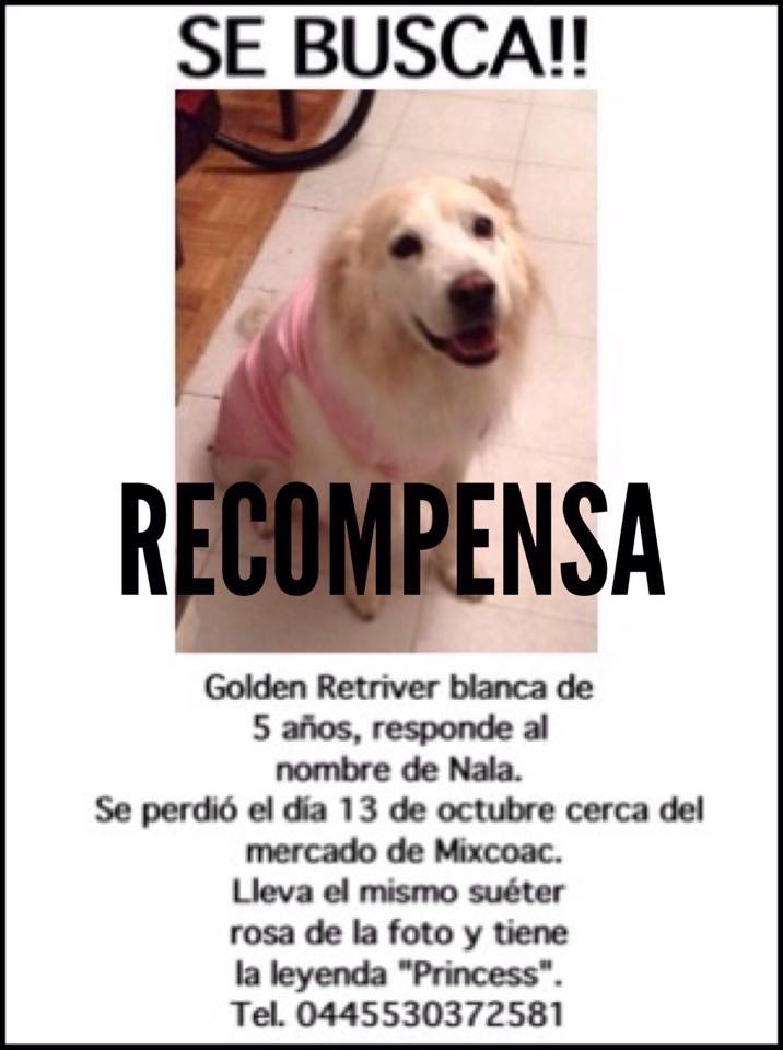 <a href="/MMixcoac/">Mercado Mixcoac</a> <a href="/En_Mixcoac/">Mixcoac</a> <a href="/MiMixcoac/">Todo por Mixcoac</a> @MixcoacDF Se Extravió. RT por favor!